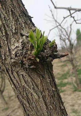 北方枣树的发芽长叶时期（了解枣树生长的重要阶段）