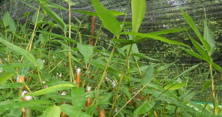 北方竹子的种植最佳时间：什么时候种植最好？