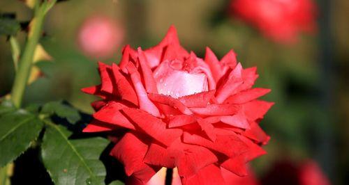 解析北京市花——中国菊花（揭开北京市花的神秘面纱）