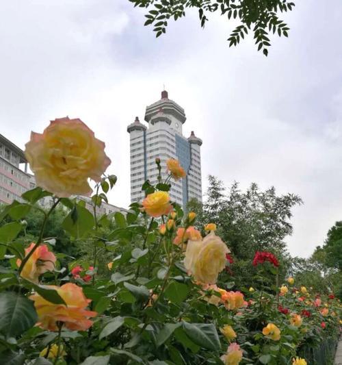 解析北京市花——中国菊花（揭开北京市花的神秘面纱）