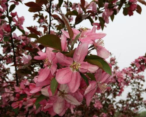 北美海棠开花时间及花期分析（春夏交替）