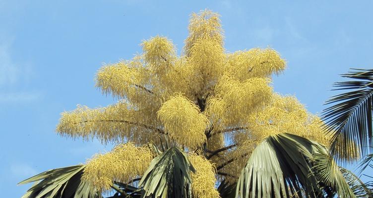 探秘神奇的贝叶植物（了解贝叶的起源）