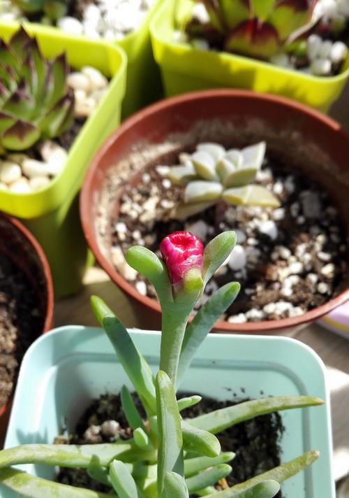 奔龙多肉植物开花频率及开花时间（探究奔龙多肉植物的开花规律及关键因素）