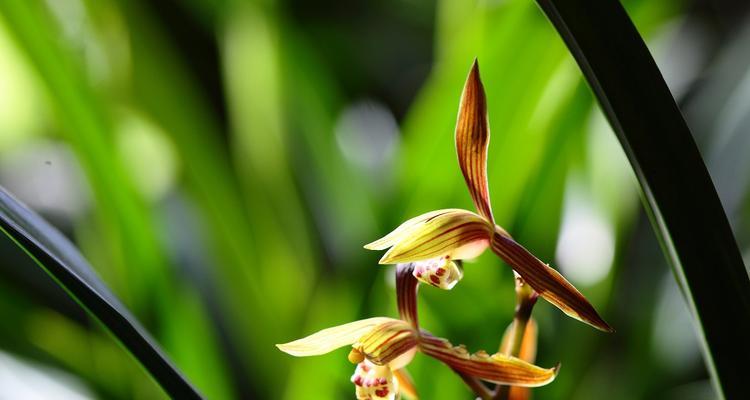 奔龙花——神秘的“食人花”（探秘奔龙花的生态习性）