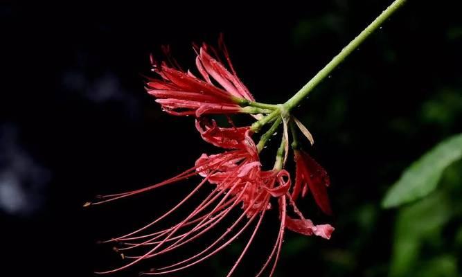 彼岸花不开花的原因剖析（探究彼岸花开花失败的因素及解决方法）