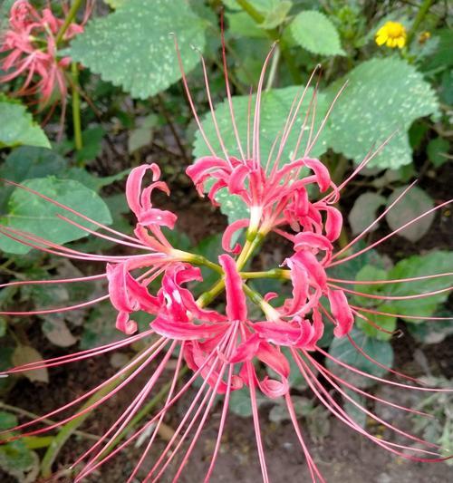 探秘彼岸花的神秘之谜（揭秘彼岸花的寓意及文化内涵）