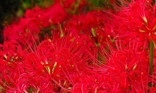 探秘彼岸花的生长环境与特点（从生态环境到生长周期）