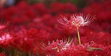 彼岸花开花时间及养护技巧（掌握彼岸花的开花时间）