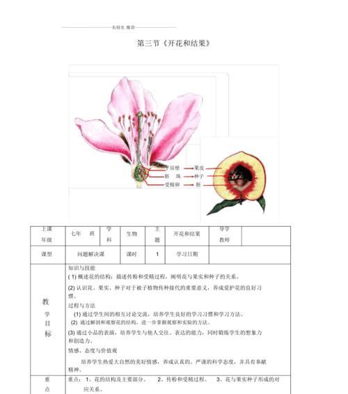 如何解决彼岸花光长叶子不开花问题（彼岸花光长叶子不开花的原因及处理方法）