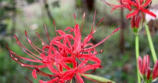 打造私家花园，轻松养护彼岸花（掌握彼岸花的养殖方法和养护要点）