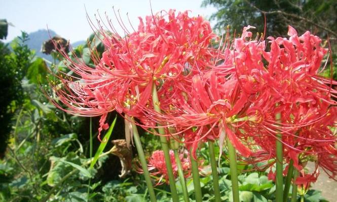 打造私家花园，轻松养护彼岸花（掌握彼岸花的养殖方法和养护要点）