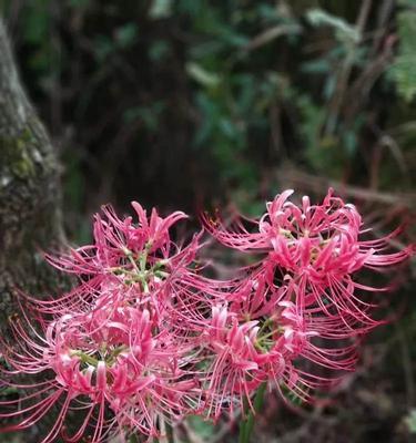 探究彼岸花与藏红花的身份