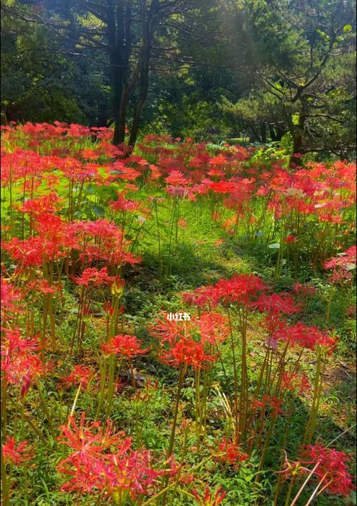 彼岸花和曼珠沙华，不只是一种花（揭秘彼岸花和曼珠沙华的神话故事与科学之谜）