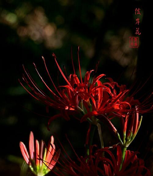 彼岸花和曼珠沙华，不只是一种花（揭秘彼岸花和曼珠沙华的神话故事与科学之谜）