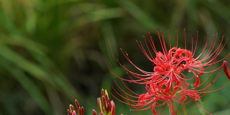 迷人的彼岸花（探秘彼岸花开放的时间以及观赏技巧）