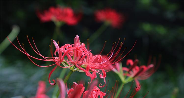 彼岸花开的季节与美景（探秘彼岸花开的时令和景色）