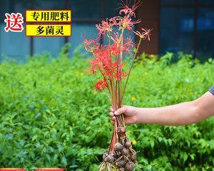 探讨彼岸花水培方法（室内种植）