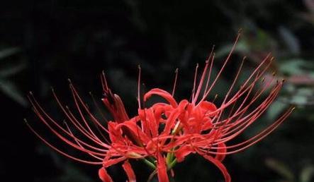 如何成功种植彼岸花——配土方法与种植土壤剖析