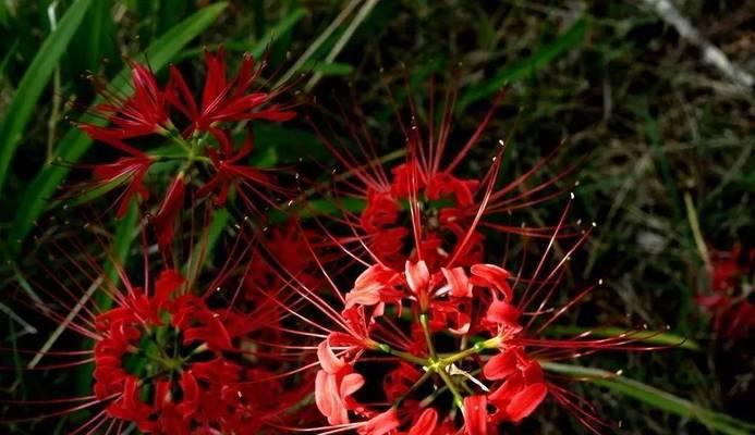 探究彼岸花的开花期（从花苞到凋谢）