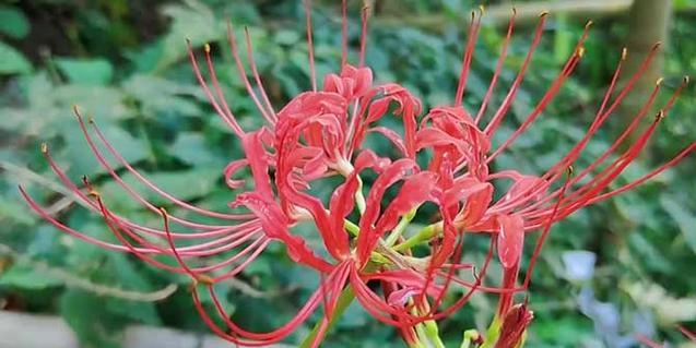 探究彼岸花的开花期（从花苞到凋谢）