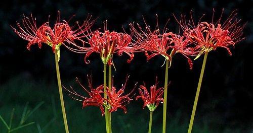 探秘彼岸花开花时间（揭秘彼岸花开花的奥秘）