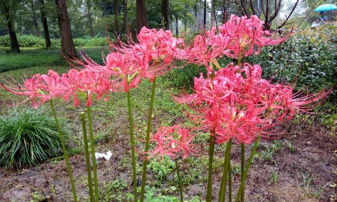 彼岸花的生长方式与特性（彼岸花的生长方式与特性）