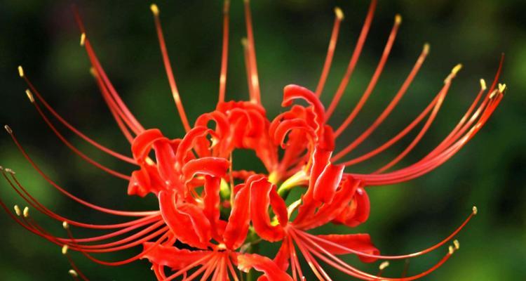 浅谈彼岸花为何不开花（探究彼岸花开花困境的原因及解决方法）