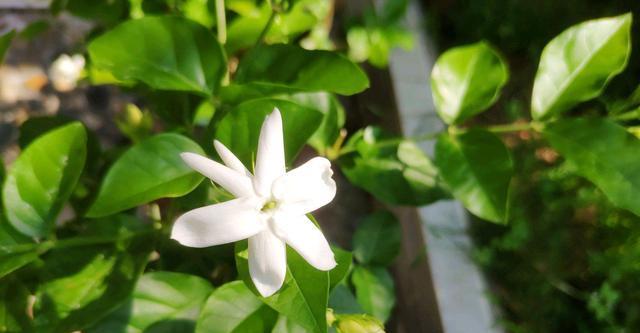 笔尖茉莉的花期月份和开花次数（探究笔尖茉莉的生长特点）