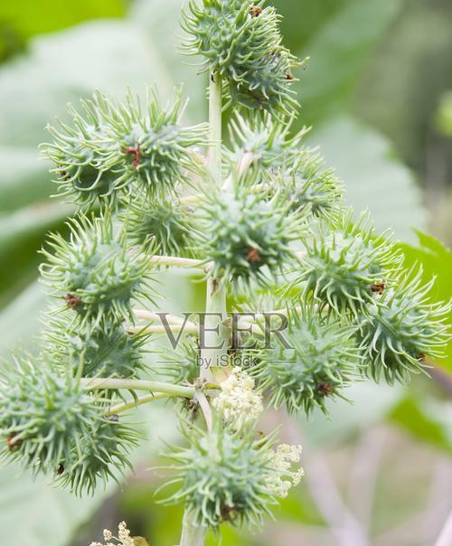 蓖麻种植月份详解（选择适宜的月份）