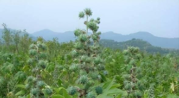 蓖麻种植月份详解（选择适宜的月份）