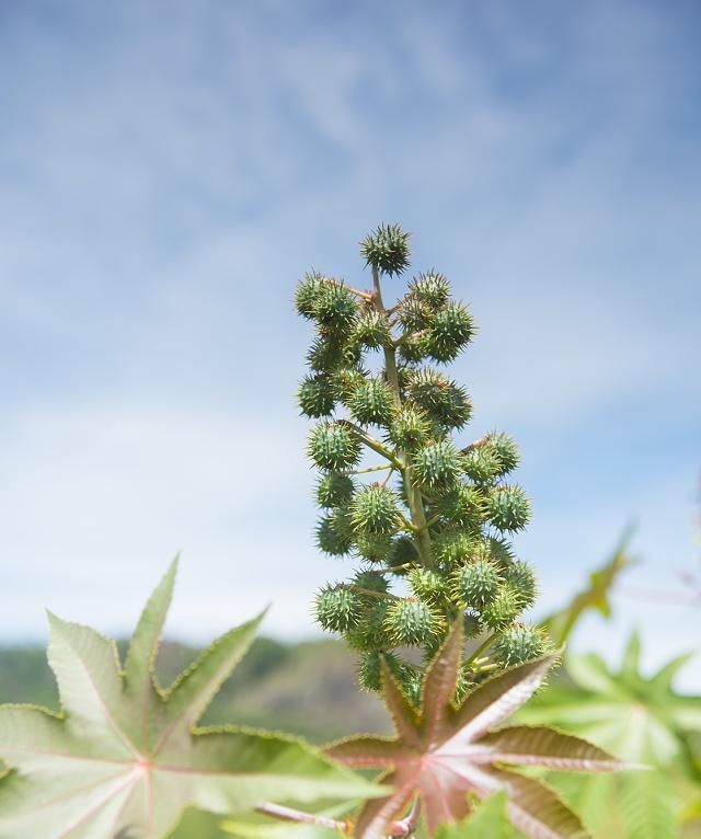 揭秘蓖麻叶子的毒性问题（蓖麻叶子的毒性解析及相关安全注意事项）