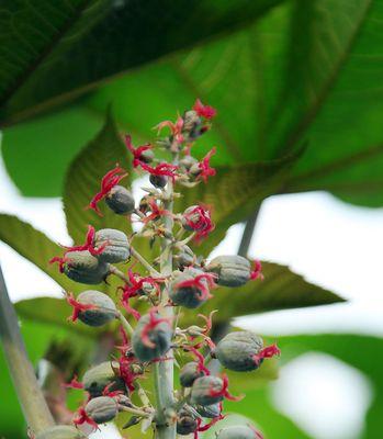 探究蓖麻籽的营养价值及适宜食用剂量（了解蓖麻籽的成分、功效与食用方法）