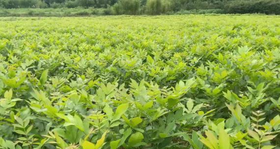 碧根果树几年结果实（从种植到结果实需要多少年）