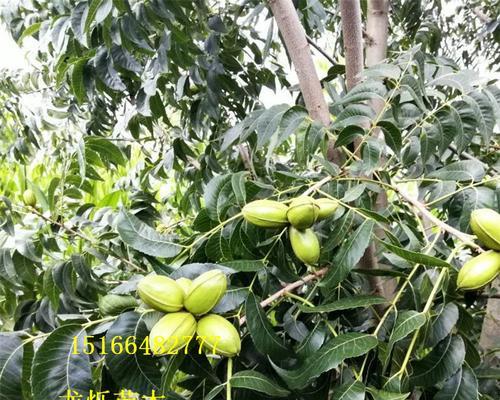 碧根果树几年结果实（从种植到结果实需要多少年）