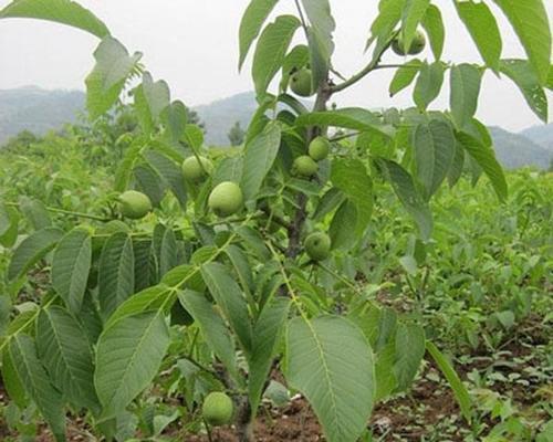 碧根果树几年结果实（从种植到结果实需要多少年）