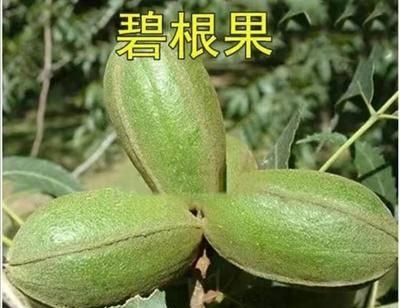 碧根果种植与气候要求（如何选择种植地点和适宜的气候条件）