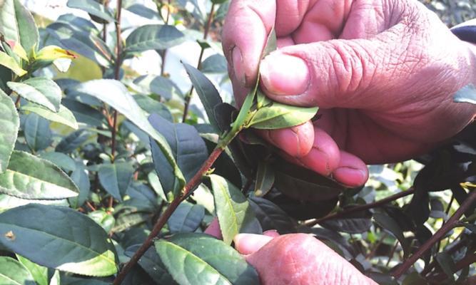 探究碧螺春的采摘时间和收获季节（了解中国传统名茶的生长周期和品质特点）