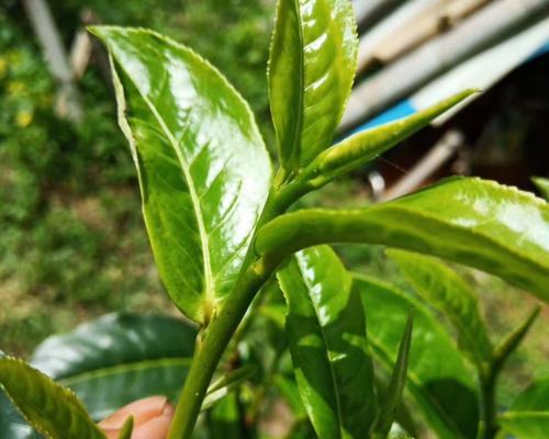 探究碧螺春的采摘时间和收获季节（了解中国传统名茶的生长周期和品质特点）