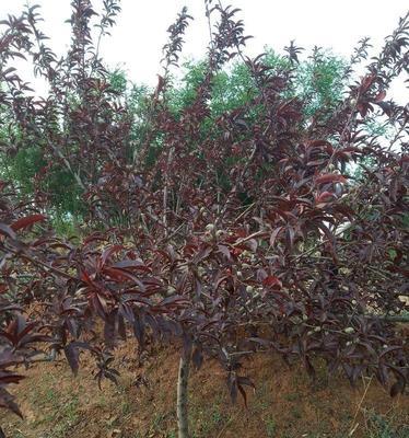 碧桃在家种植指南（院子里也能种）