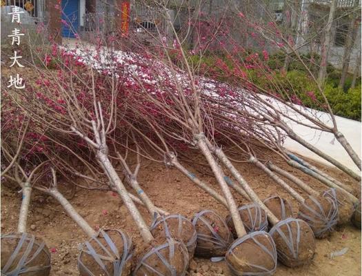 碧桃在家种植指南（院子里也能种）