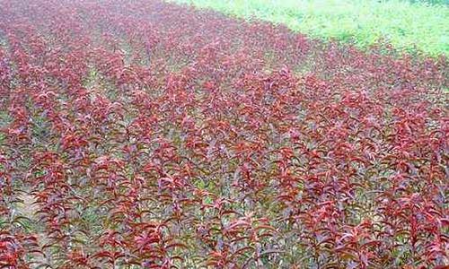 碧桃种子的种植方法详解（从选种、育苗、定植到成熟）