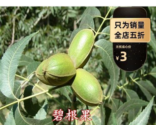 碧桃种子的种植方法详解（从选种、育苗、定植到成熟）