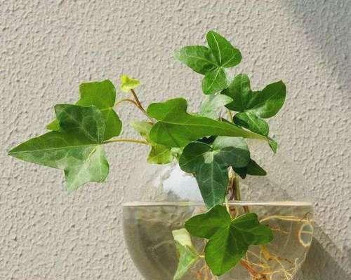 植物中的友情（以植物为媒介）