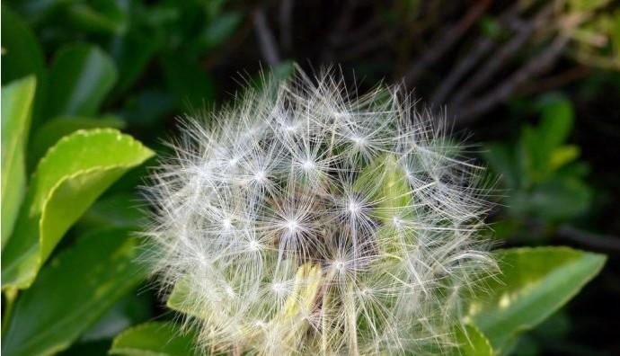 植物中的友谊长存（探索象征友谊长存的植物世界）