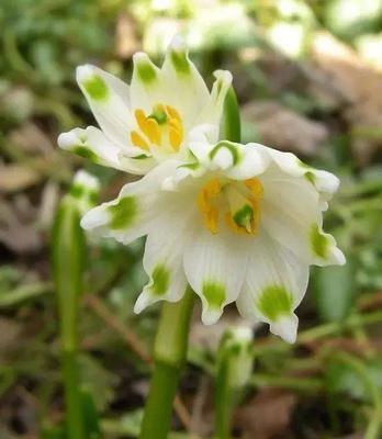 雪莲花传说之美——凝结真爱的神奇花朵（探寻雪莲花的花语传说）