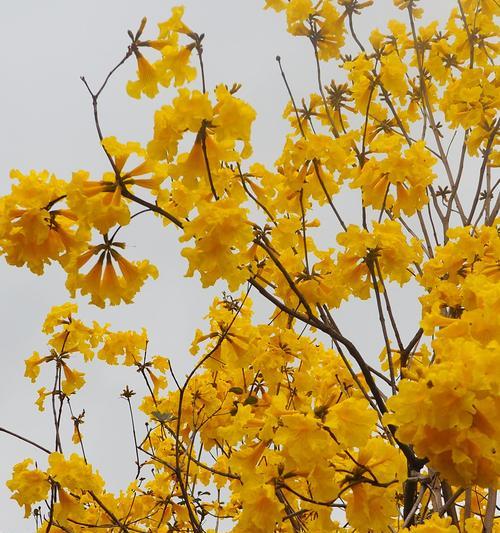 银杏花的花语与含义——春天里的金色使者（银杏花的神秘符号与美丽故事）