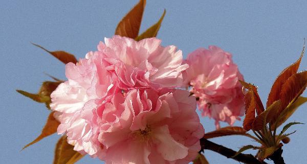 樱花的花语和传说（探寻樱花的花语和传说）