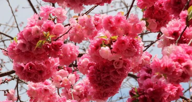 樱花的花语和传说（探寻樱花的花语和传说）