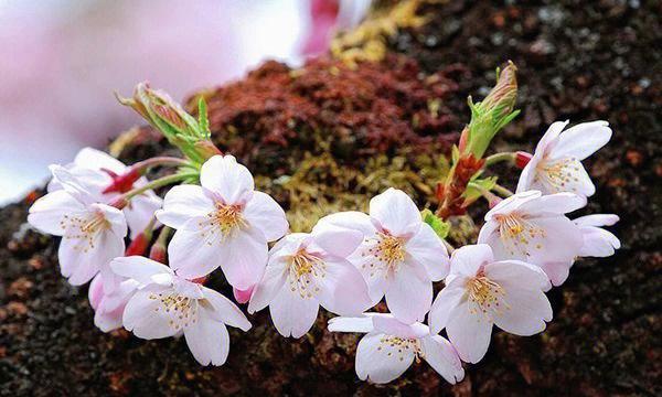 樱花的美丽与寓意（赏樱花）