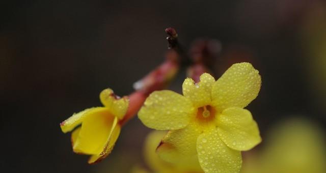 春天的使者——迎春花的花语和文化传说（揭开迎春花的神秘面纱）